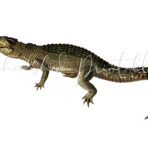 Crocodilus Acutus (Crocodile) Digital Download, Vintage, DIY, Clipart, Printable, JPG, PNG, Wall Art, Reptile, Instant Download, 1800&#39;s