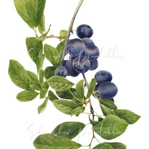 Blueberries Digital Download, Vintage, Clipart, DIY Crafts, Fruit Design, Food, PNG, JPG, Illustration, Instant Download, Purple Fruit