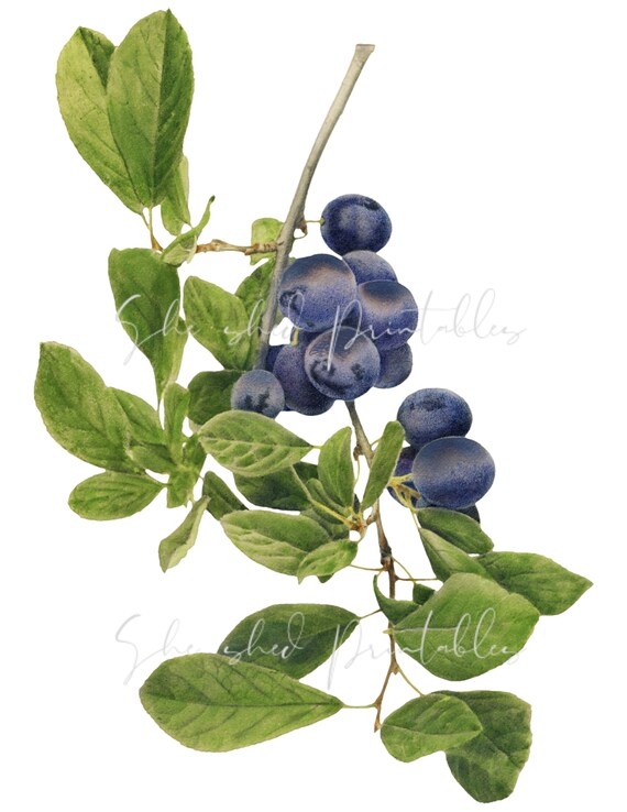 Blueberries Digital Download, Vintage, Clipart, DIY Crafts, Fruit Design,  Food, PNG, JPG, Illustration, Instant Download, Purple Fruit