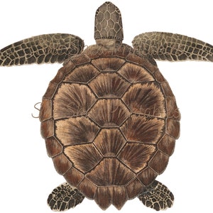 1700&#39;s Tortoise Illustration, Digital Image, Instant Download, Clipart, PNG, JPG, Zoology, Sea Creature, Marine Life, Ocean