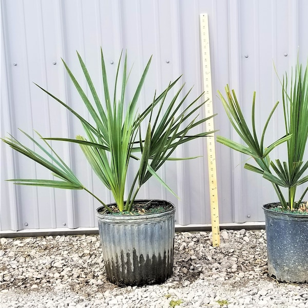 Sabal Minor Palm Tree 3 Gallon, Cold Hardy