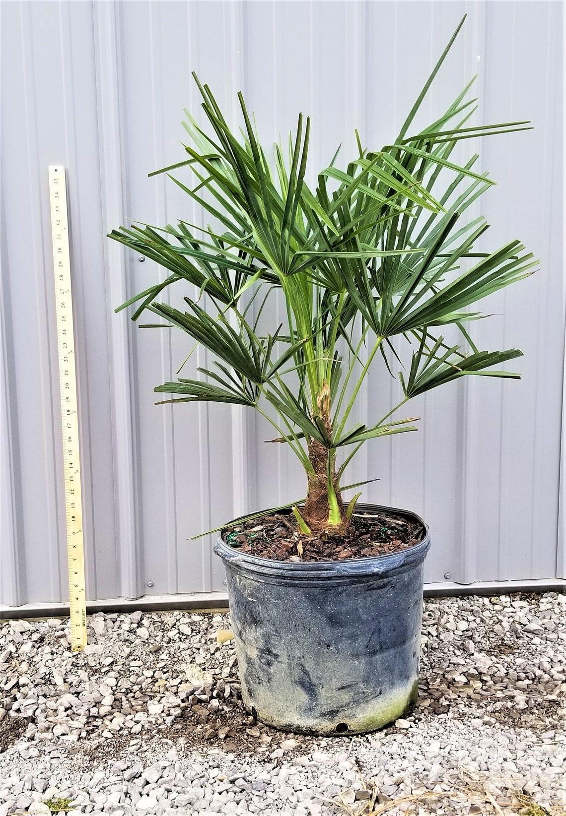 Windmill Palm Tree 7 Gallon Large Cold Hardy Etsy
