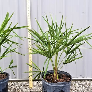 Windmill Palm Tree, 3 Gallon, Cold Hardy