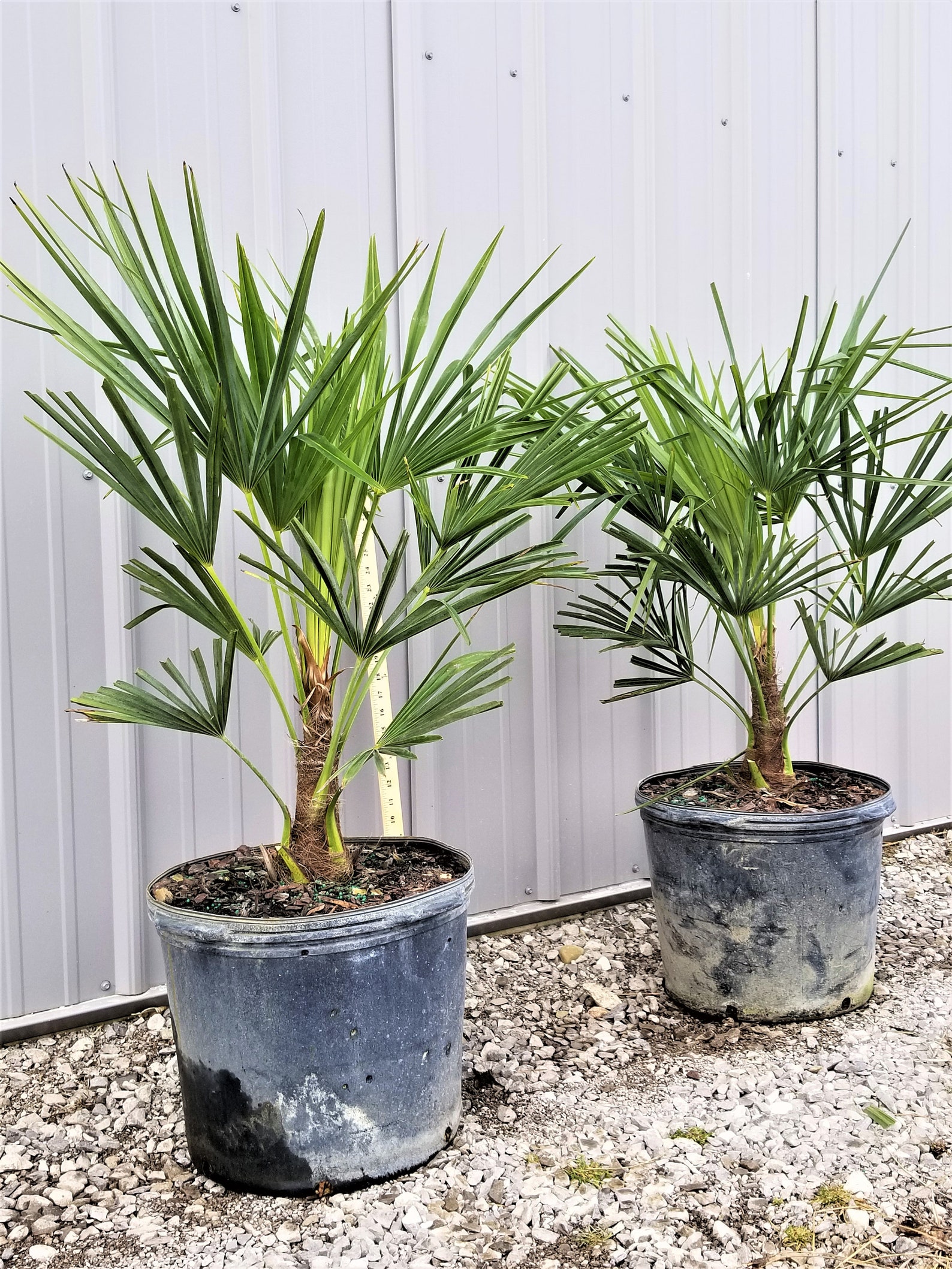 Windmill Palm Tree 7 Gallon Large Cold Hardy Etsy