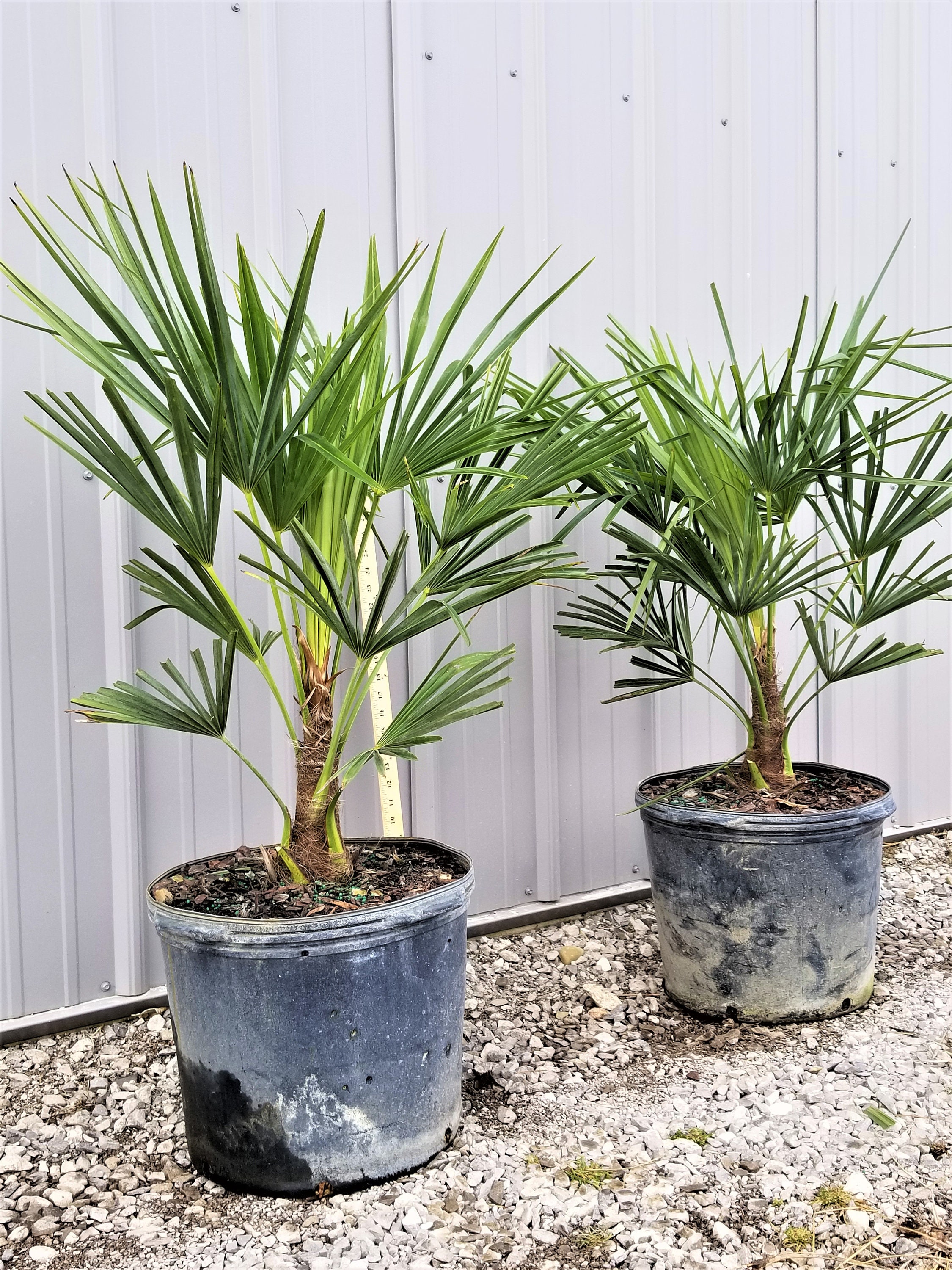 Windmill Palm Tree 7 Gallon Large Cold Hardy Etsy