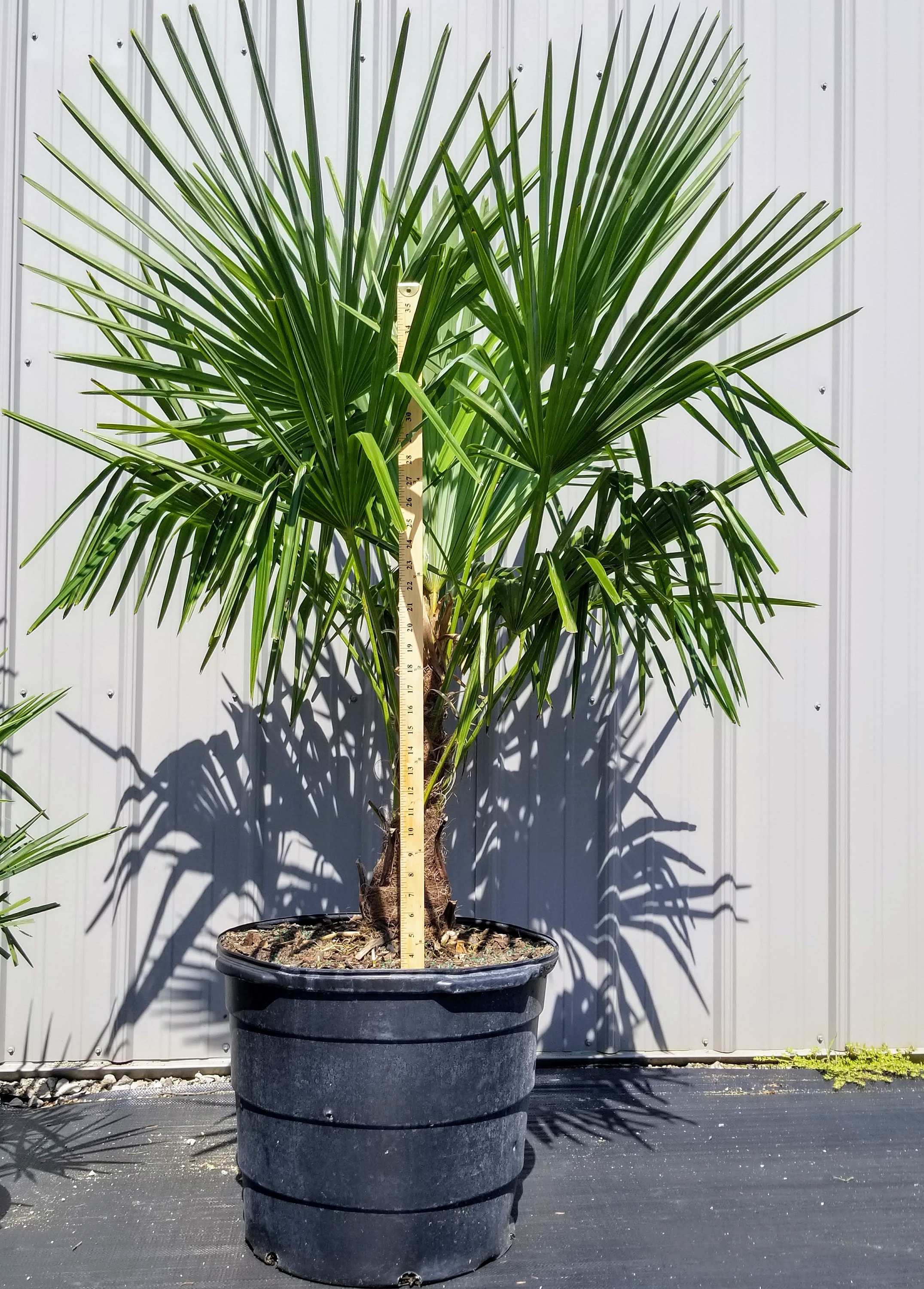 Windmill Palm Tree 15 Gallon Fullsize Tree Etsy