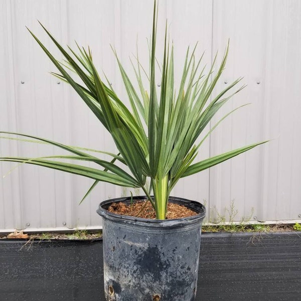 Sabal Minor Palm Tree, Large 7 Gallon, Cold Hardy