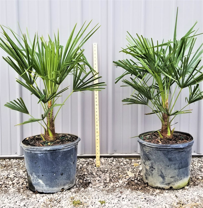 Windmill Palm Tree 7 Gallon Large Cold Hardy Etsy