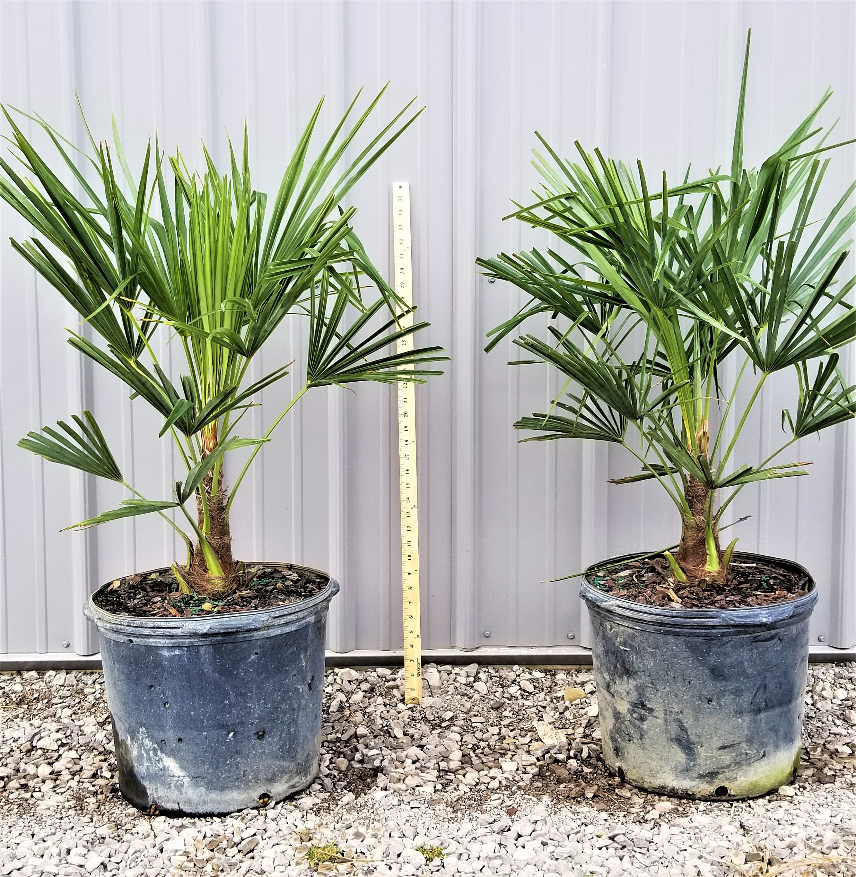 Windmill Palm Tree 7 Gallon Large Cold Hardy Etsy