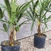 Needle Palm Tree - Large 3 Gallon Size - Cold Hardy To Zone 6 (-10°F) - Green Indoor/Outdoor