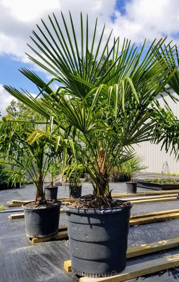 Windmill palm tree deals