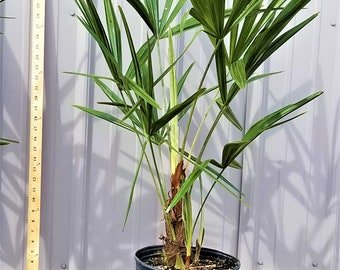 Needle Palm Tree, 3 Gallon, Cold Hardy