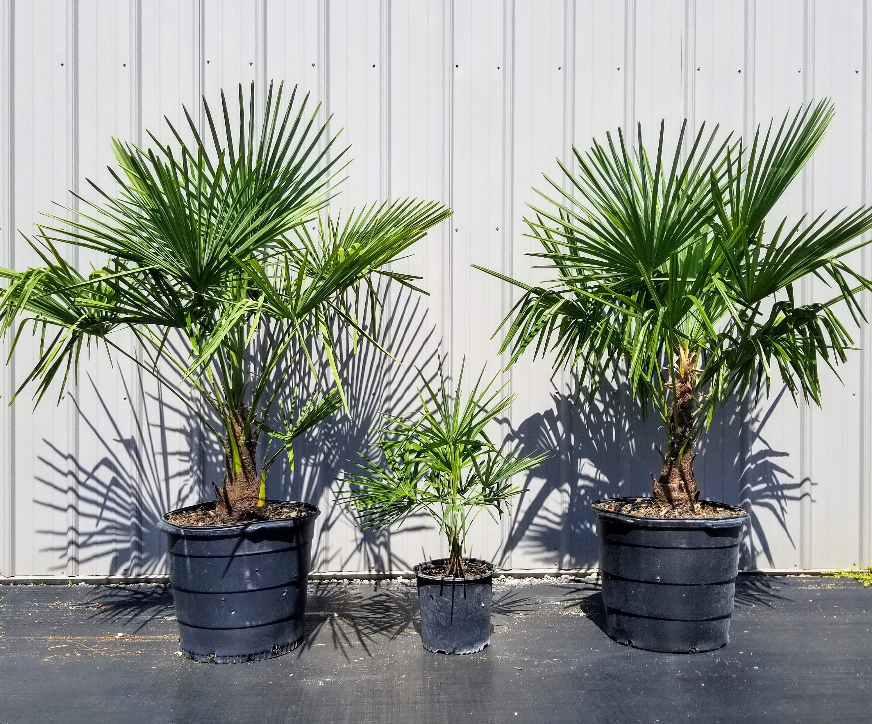 Windmill Palm Tree 15 Gallon Fullsize Tree Etsy