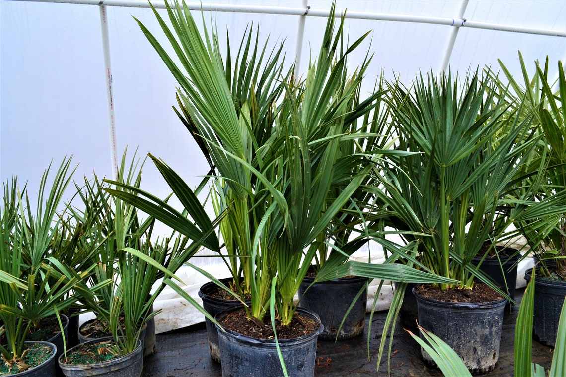 Sabal Minor Palm Tree 7 Gallon Cold Hardy Etsy