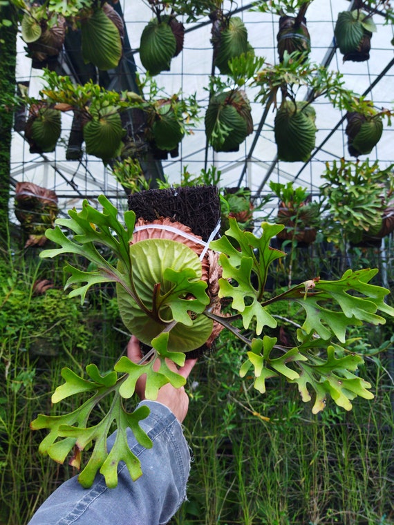 Platycerium Ridleyi Sp Borneo Ridley S Staghorn Fern Etsy Ireland
