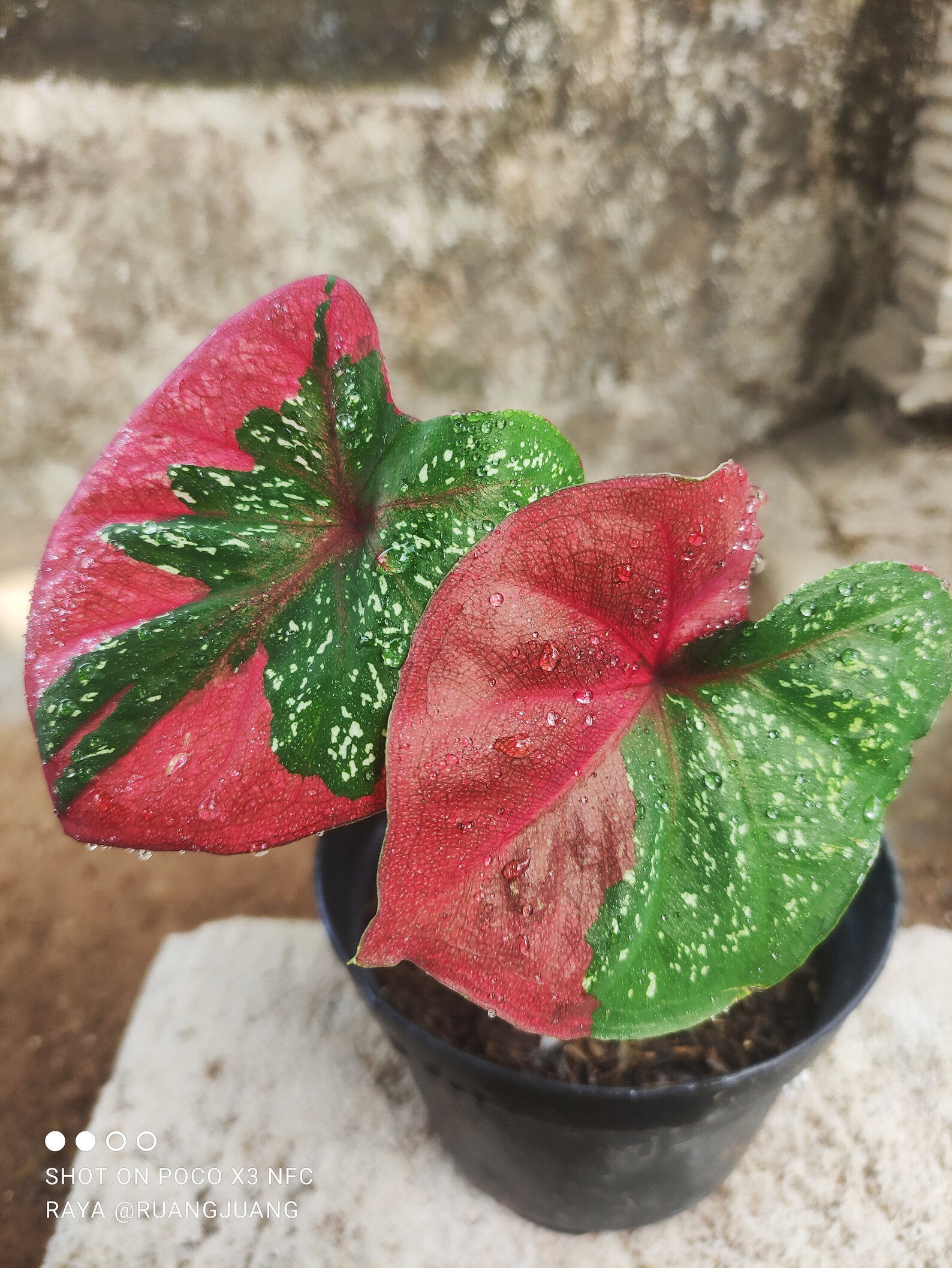 Caladium BARET ROUGE / Béret rouge Caladium / Caladium Cœur  Etsy