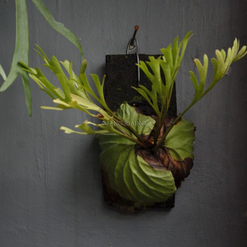 Platycerium Ridleyi Ridley 39 S Staghorn Now Free Shipping With Phytosani Fern