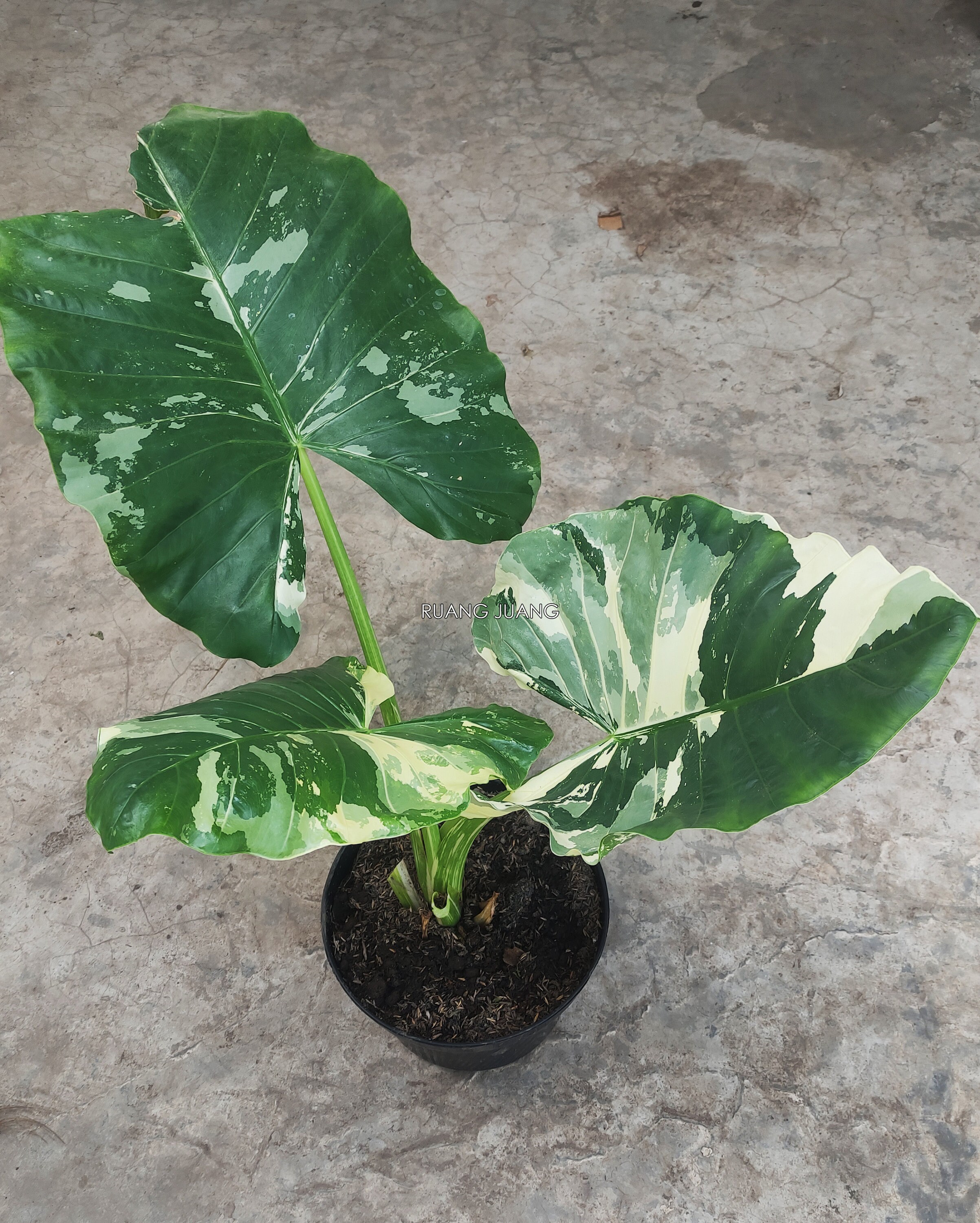 Real Pict JUMBO Alocasia MACRORRHIZA De gran tama&ntilde;o Raro | Etsy