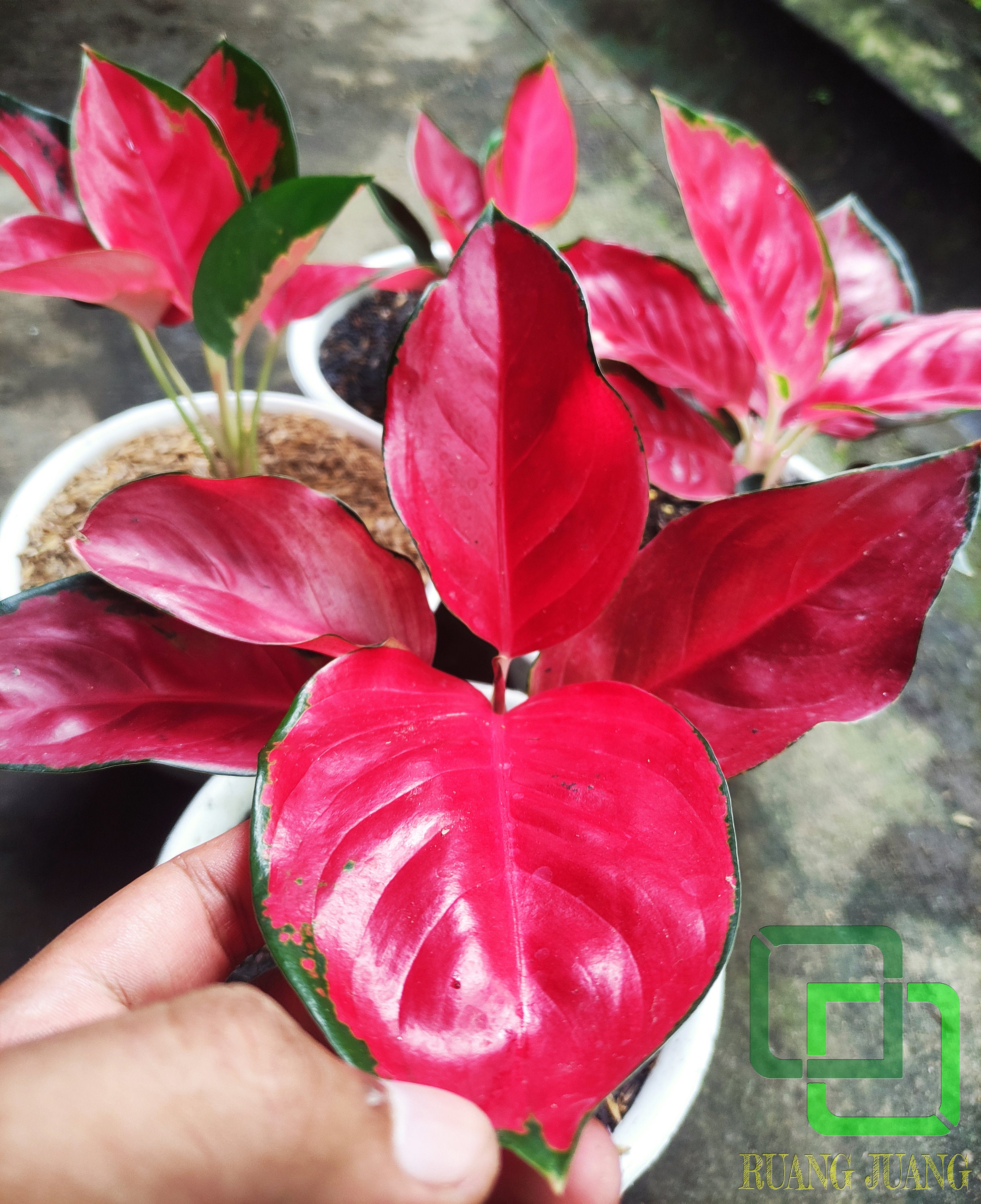 Aglaonema SUKSOM Jaipong Aglaonema Super Red Chinese Aglaonema SUKSOM Jaipong Aglaonema Super Red Chinese