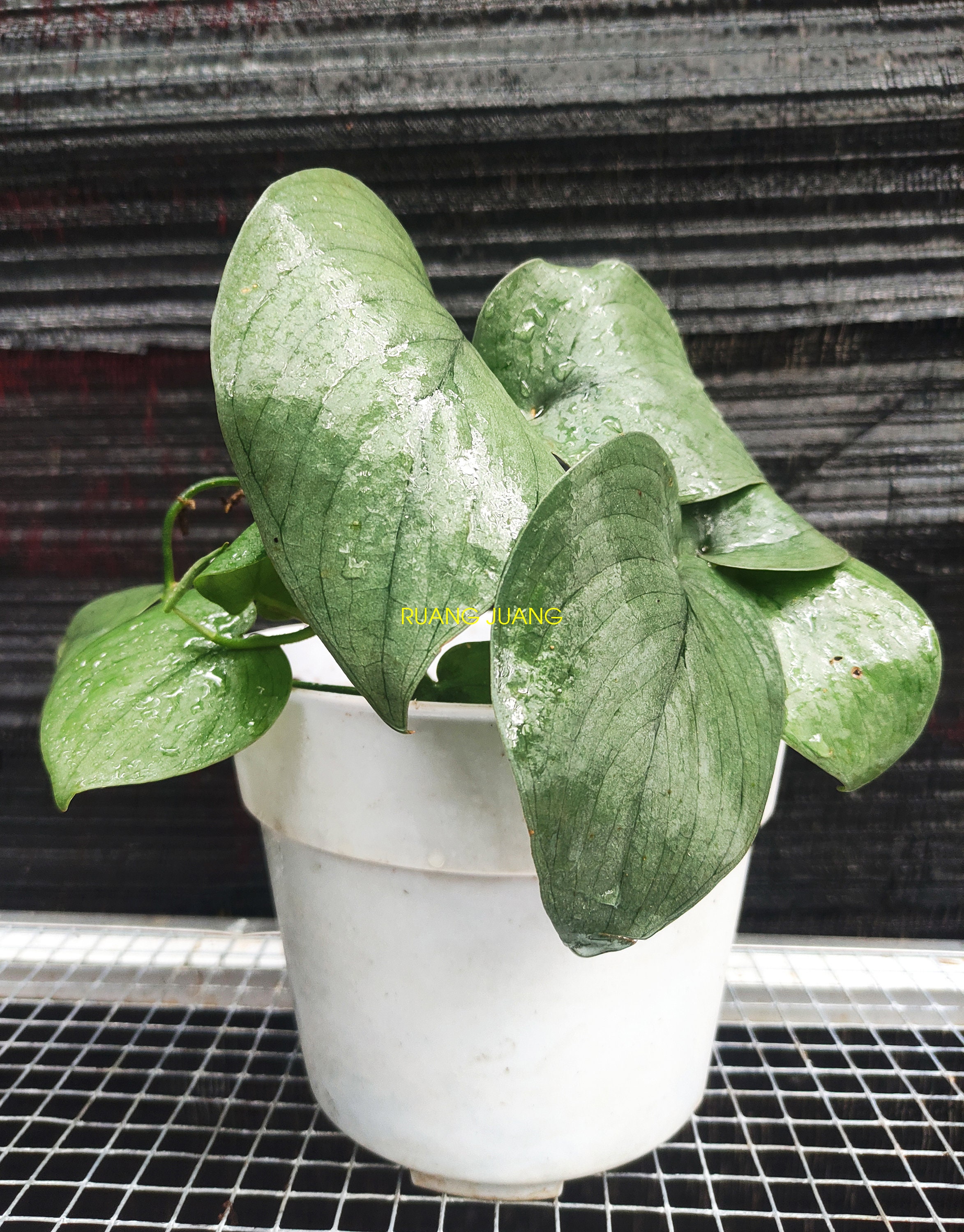 Scindapsus Silver Hero / Platinum Scindapsus Pictus Silver Etsy