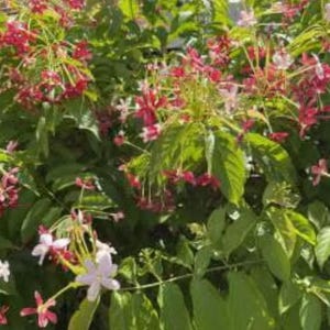 May include: A vibrant bush filled with green leaves and clusters of red and white flowers. The flowers have a star-like shape, with delicate petals and a contrasting color palette. The image captures the natural beauty of the plant.