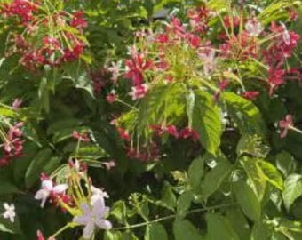 20 Rangoon Creeper pods