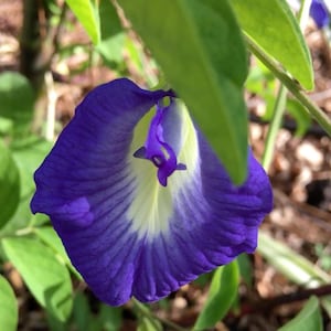 Blauwe vlindererwt Clitoria Ternatea 10 peulen voor 5 USD