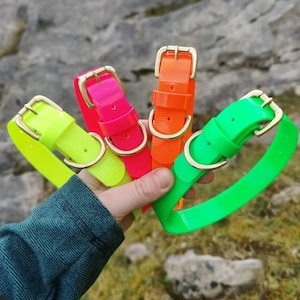 May include: Four brightly colored dog collars in neon yellow, hot pink, orange, and green. Each collar features a gold-colored buckle and a D-ring for leash attachment. The collars are held up against a blurred natural background.