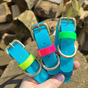May include: Three turquoise dog collars with gold-colored buckles and D-rings. Each collar has a vibrant accent: neon green, hot pink, and neon green. The collars are displayed against a background of stacked firewood.