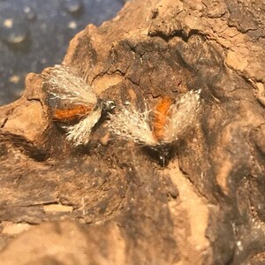 Spent-wing Caddis
