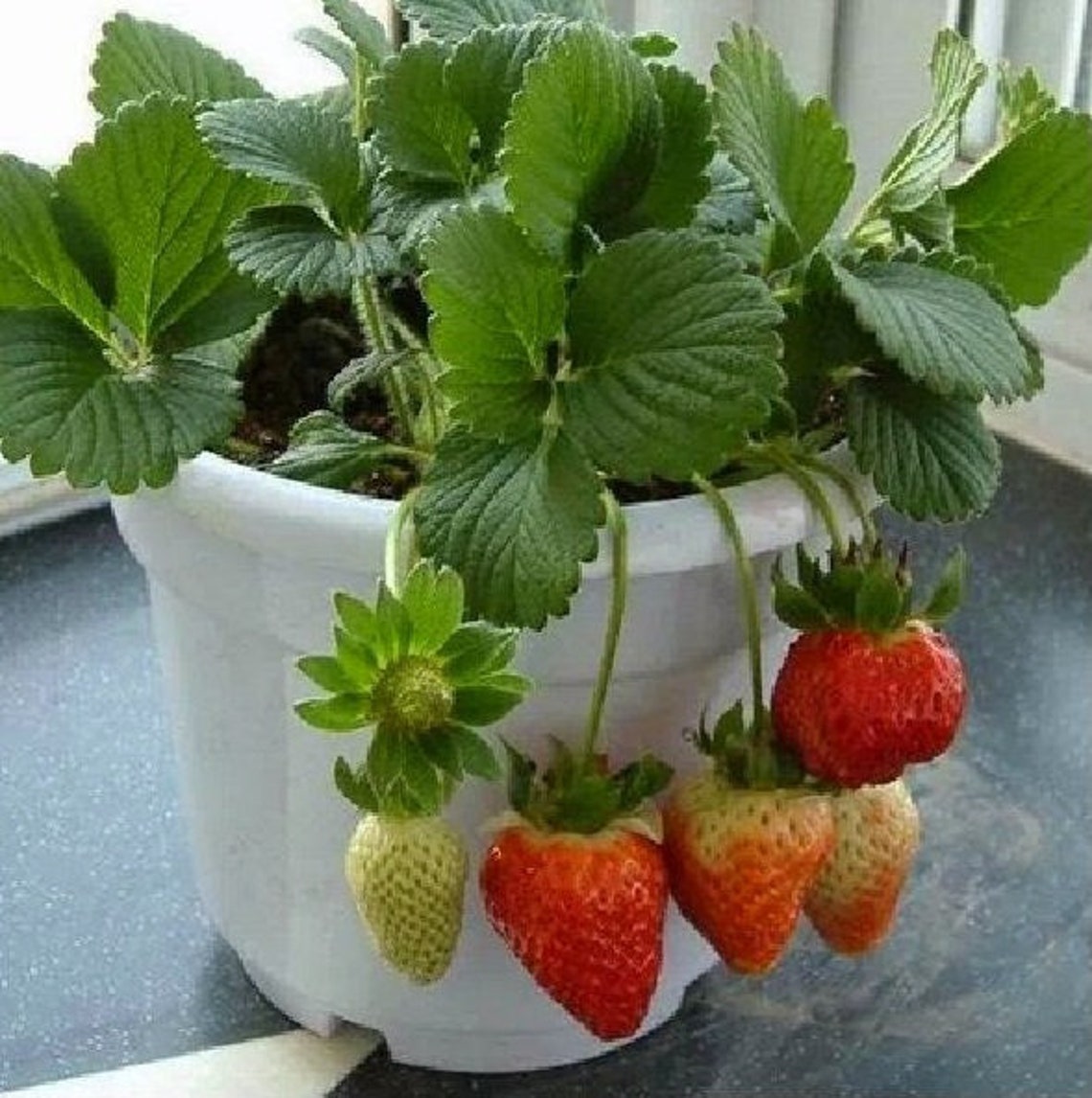 strawberry seedlings strawberry seedlings