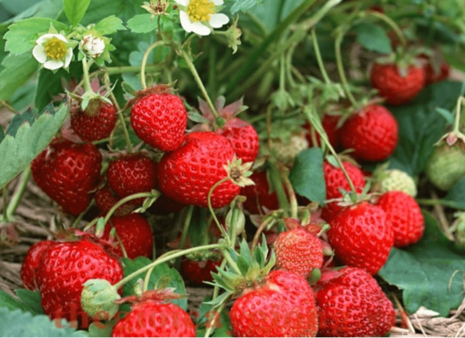 Organic 5Alpine Strawberry Bare Root Plants Live Plant Etsy