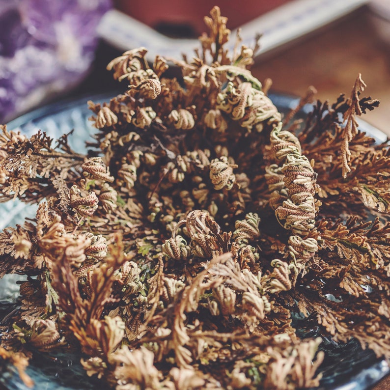 Rose of Jericho Jericho Rose Resurrection Flower Etsy Canada
