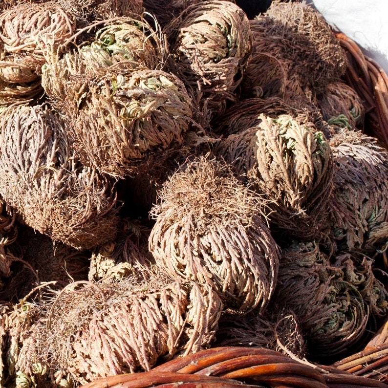 Rose of Jericho Jericho Rose Resurrection Flower Etsy Canada
