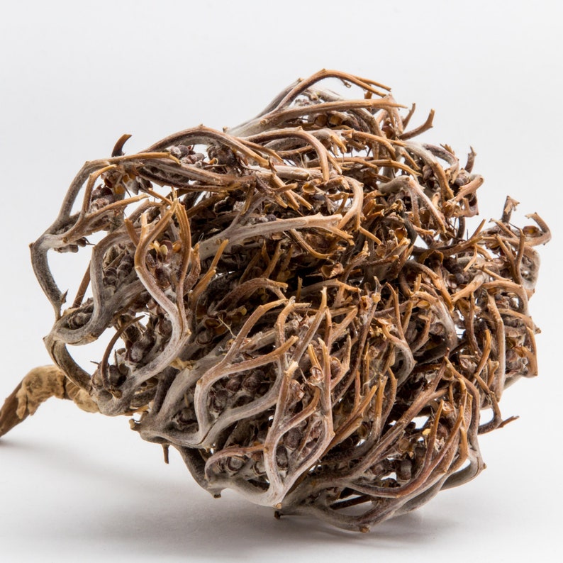 Rose of Jericho Jericho Rose Resurrection Flower Etsy Canada