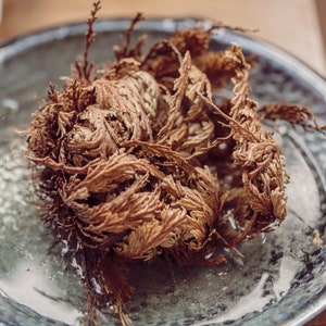 Rose of Jericho Resurrection Plant Rosa De Jerico House Blessing  Transformational Home Ritual for Prosperity Abundance Spell White Magic Kit  