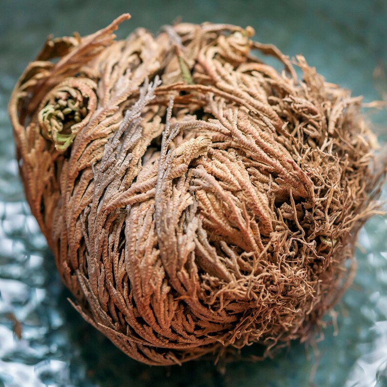 Rose of Jericho Jericho Rose Resurrection Flower Etsy Canada