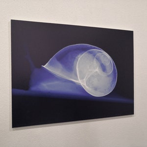 Snail - Real X-ray image of a live Snail