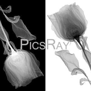 May include: Two black and white x-ray images of roses. The roses are in full bloom and have delicate petals. The stems and leaves are also visible.