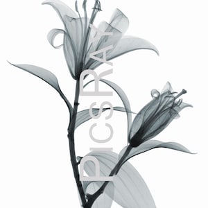 May include: A black and white x-ray image of a lily flower with two blooms and leaves.