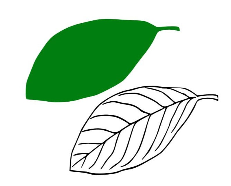 Download Jungle Leaves Svg Tropical Leaves Svg Bundle Tropical Svg Tropical Leaf Svg Party Decor Palm Leaves Svg Palm Branch Svg Clip Art Art Collectibles