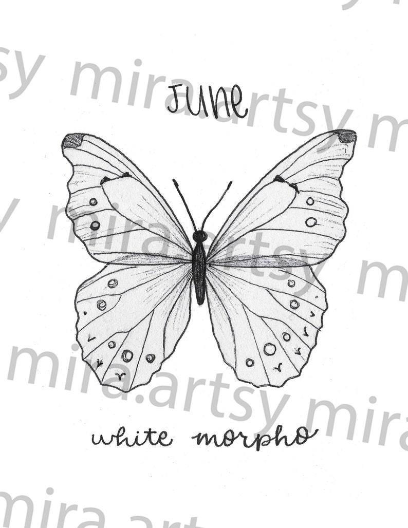 June Birth Month Butterfly Scan white Morpho DIGITAL Etsy