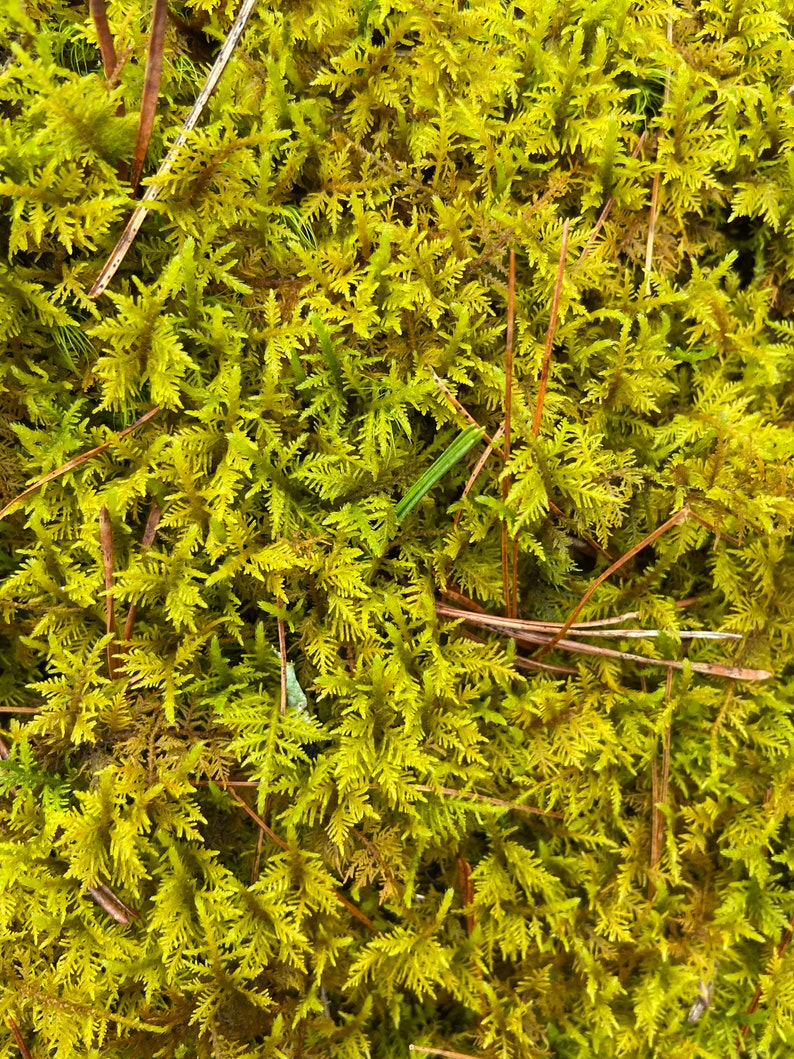 https://www.etsy.com/au/listing/1146563349/fern-moss-thuidium-delicatulum-fairy