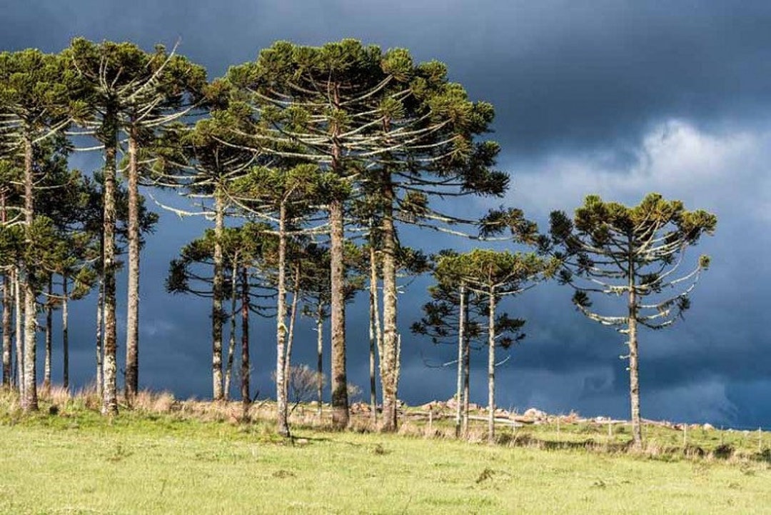 Extremely Rare Paran Pine Endangered Araucaria Angustifolia Pinh o 