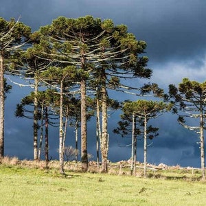 Extremely Rare | Paraná pine | Endangered | araucaria angustifolia | Pinhão | Rainforest | Brazil | Brasil | Tropical Tree