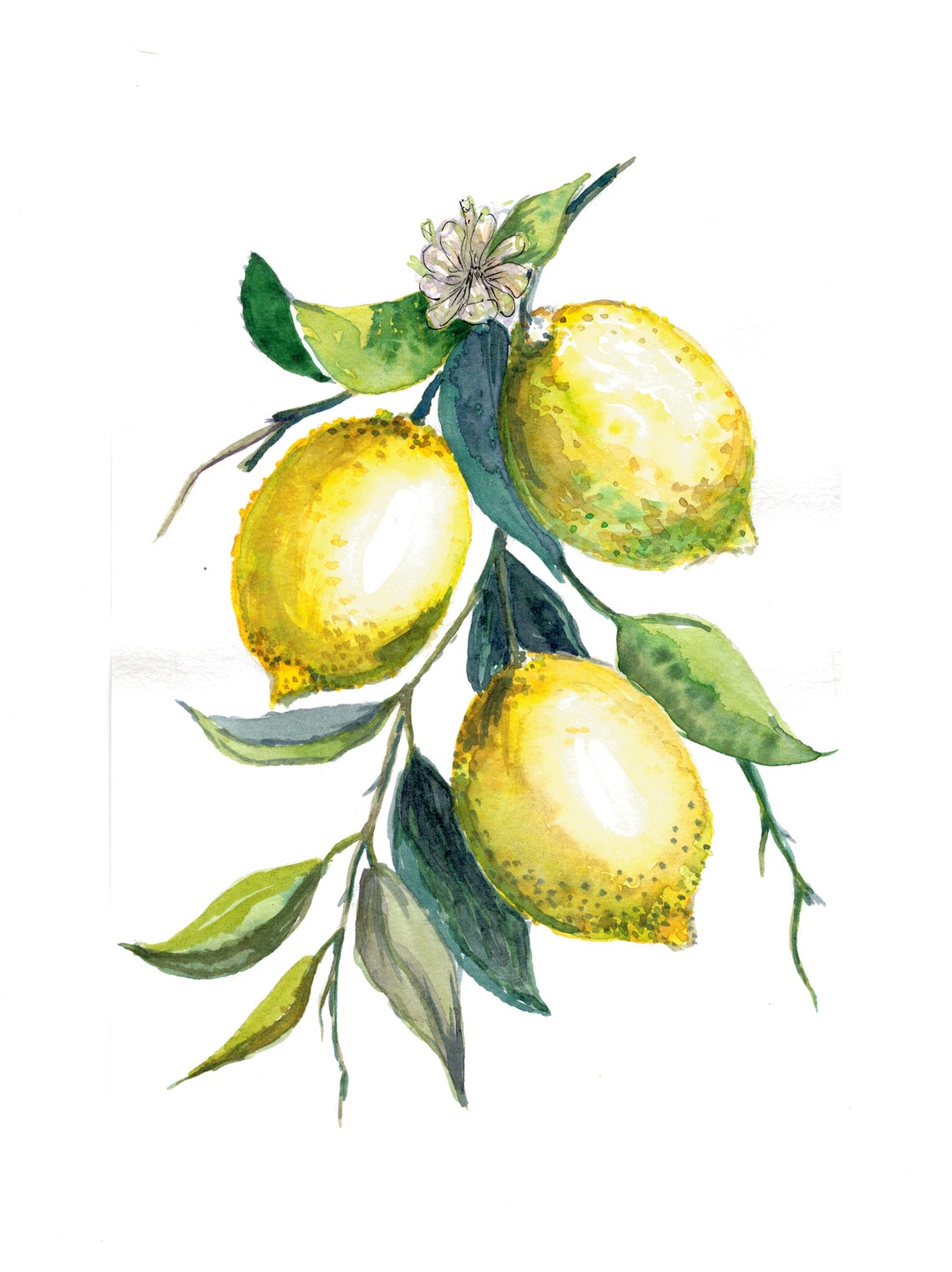 Watercolor Painting Lemon lemon branch Juicy orange Food Etsy