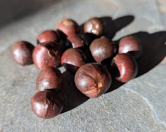 Cold-Hardy Black/Green Tea Seeds (Camellia Sinensis) with seed-starting instructions