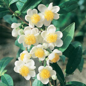 Camellia Sinensis - Cold-Hardy Tea Plant - FROM SEED