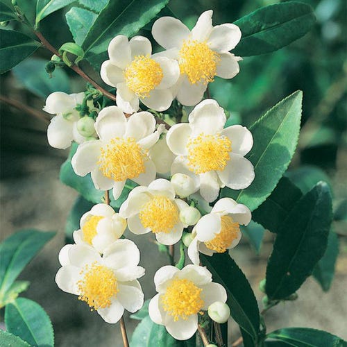 Camellia Sinensis - Cold-hardy Tea Plant - FROM SEED - Etsy