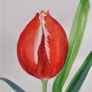 Tulipano rosso